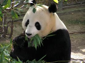 DC - Panda at Zoo